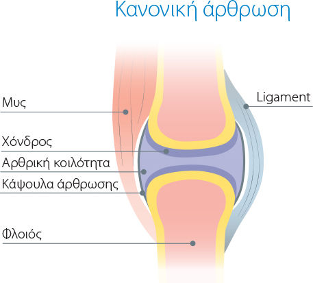 Wepharm Πολυβιταμίνες Σκύλου και Γάτας σε Δισκία 120 tabs για Αρθρώσεις