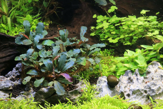 Stoffels Живо Аквариумно Растение Bucephalandra