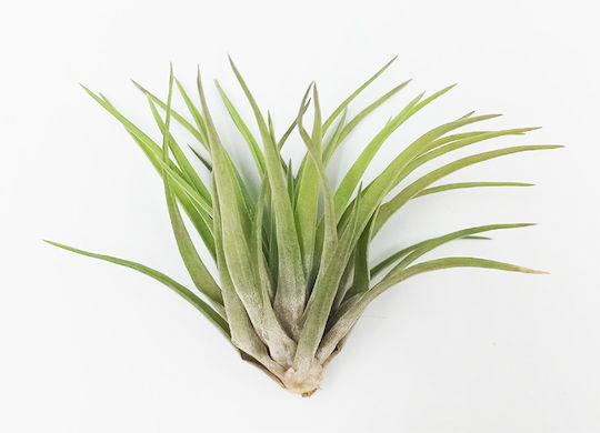 Αερόφυτο Tillandsia Multiflora Εσωτερικού Χώρου