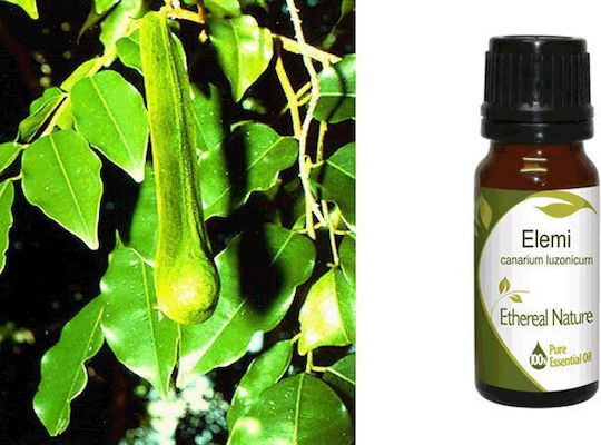 Nature & Body Ελεμί Elemi Αιθέριο Έλαιο 10ml