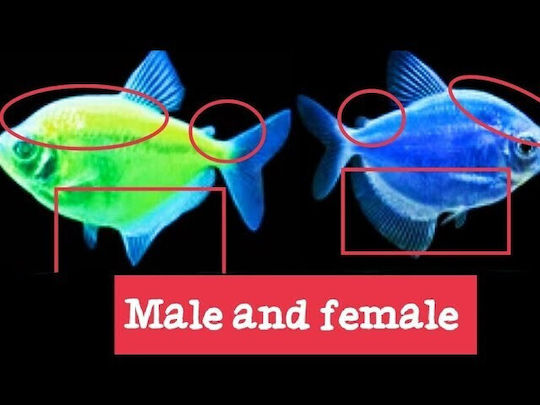 Ruinemans Aquarium Ψάρι Ενυδρείου