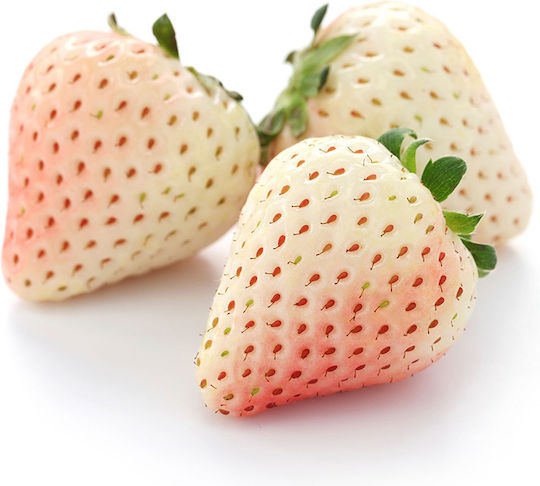 Pineberry Seeds Strawberryς 0.03gr