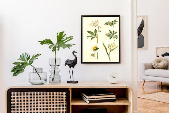 Helleborus Niger (common Christmas Rose);eranthis Hyemalis (garden-erantis);gagea Lutea (common Golden Star) By Maria Sibylla Merian Πίνακας σε Καμβά 100x150cm