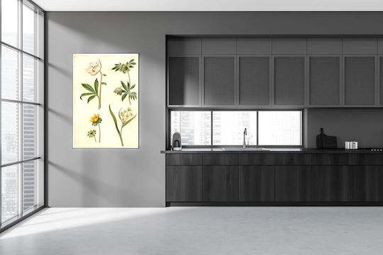 Helleborus Niger (common Christmas Rose);eranthis Hyemalis (garden-erantis);gagea Lutea (common Golden Star) By Maria Sibylla Merian Πίνακας σε Καμβά 100x150cm