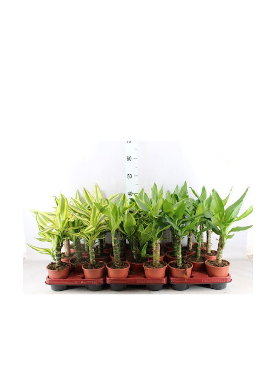 GreenArtStore Dracaena Höhe 45cm