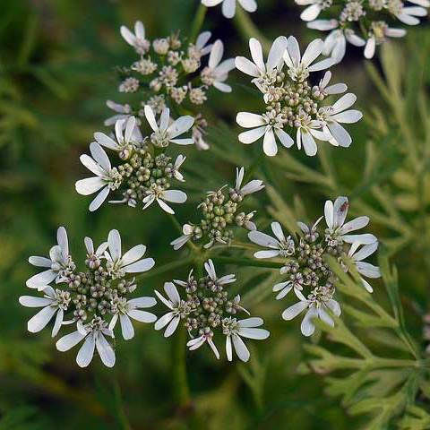 Panora Koriander 1000gr