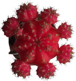 Poulimenos Gymnocalycium Grafted Înălțime 13buc Poulimenos Gymnocalycium Grafted Înălțime 13buc