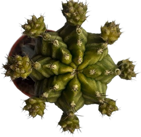 Poulimenos Gymnocalycium Grafted Înălțime 13buc Poulimenos Gymnocalycium Grafted Înălțime 13buc