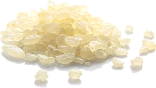 Panora Mastic in Powder 50gr