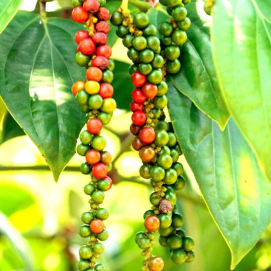 Panora Pepper 200гр