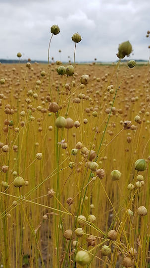 Λιναροσπορος Golden Χρυσος Ρωσιας Τριμμενος 1000 Gr