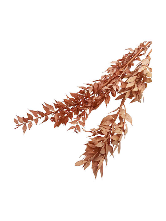 Dried Plant 2pcs