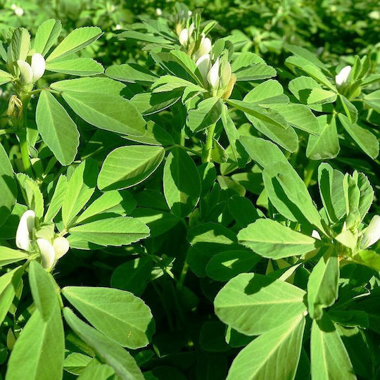 Panora Trigonella 500gr