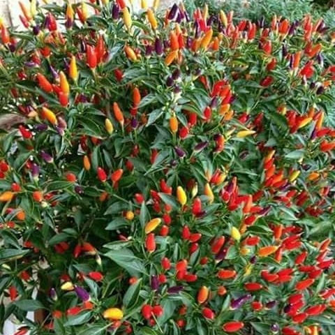 Peppers Bird's Eye (peri Peri Peri Uganda) 500 Gr