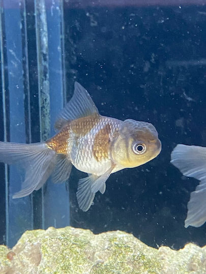Ζωντανα Ψαρια Ενυδρειου & Λιμνης Goldfish Oranda Blue 6-7 Cm
