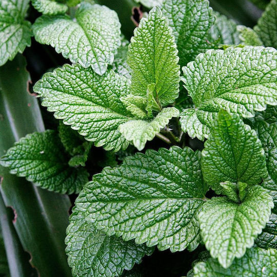 Mint Leaf Crushed Egypt 200 Gr