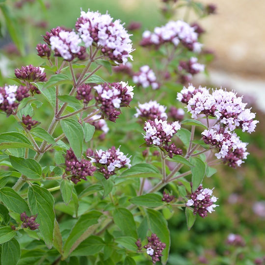 Marjoram Leaf Crushed Egypt 500 Gr
