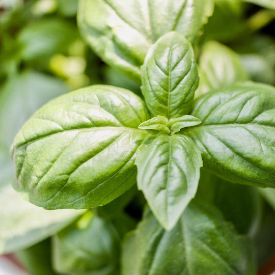 Basil Leaf Crushed Egypt 200 Gr