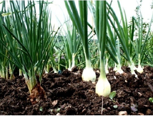 Gemma Seeds Onion Cocktail Onion