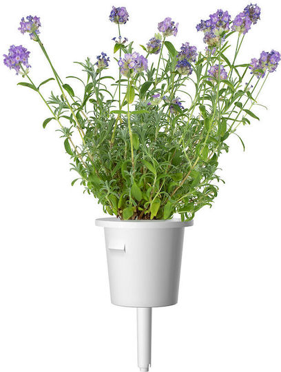 Click and Grow Σπόροι Λεβάντας 3τμχ