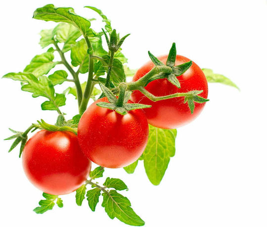 Click and Grow Σπόροι Τομάτας Cherry 3τμχ