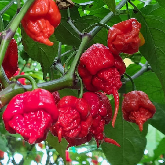 Ardei Iute Carolina Reaper Întreg Mexic 50 Gr