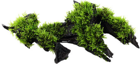 Tropica Vesicularia Dubyana Christmas Moss On Wood Live Aquarium Plant Java