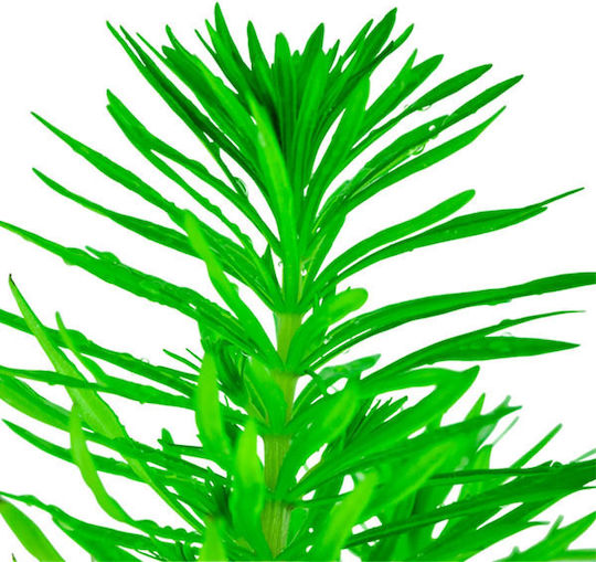 Tropica Pogostemon Erectus 1-2-Grow! Живо Аквариумно Растение Pogostemon 12009
