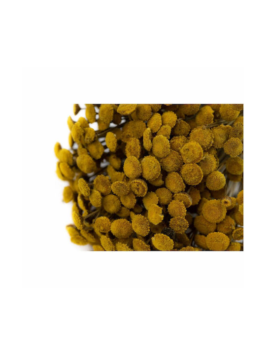 Preserved Flowers Botao Yellow 100g H:30-50 Cm