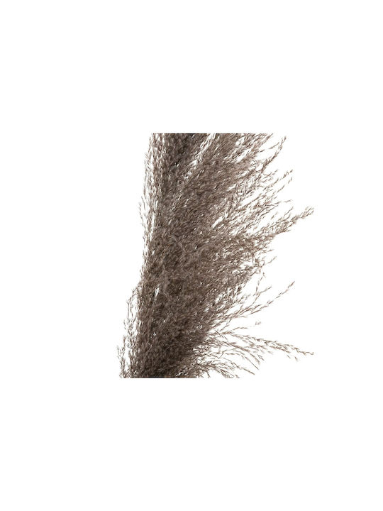 Pampas Dried Brown Plant 109cm 3 Pieces Atmosphera