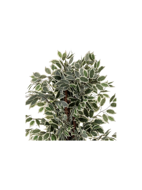 Ficus Ficus Baum im Freien 180cm Atmosphera