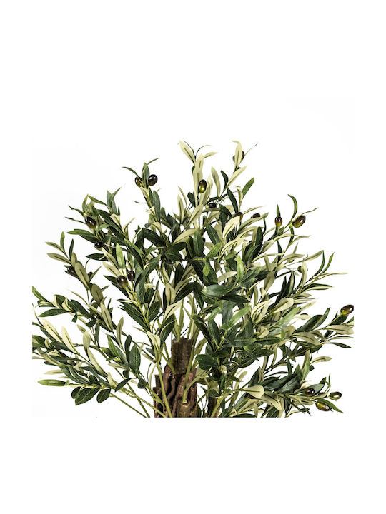 Ελιά Εξωτερικού Χώρου 130cm Supergreens