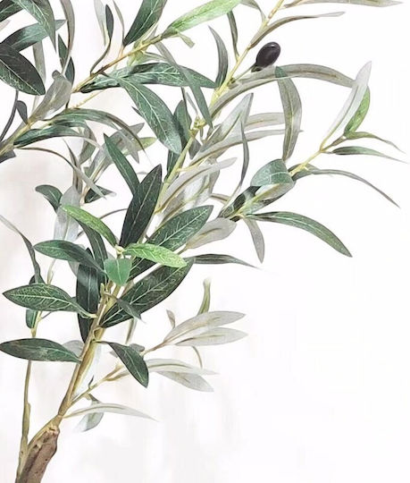 Olive Topfpflanze Supergreens Olive Topfpflanze Supergreens