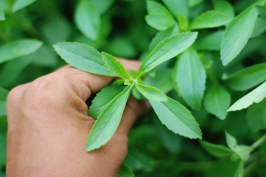 Stevia aus deutschen Farmen 20 g