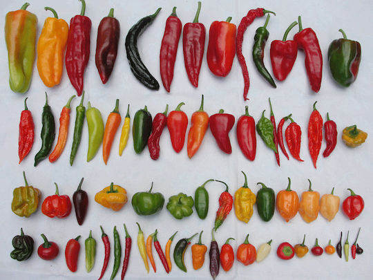 Cayenne Pepper 20 Gr