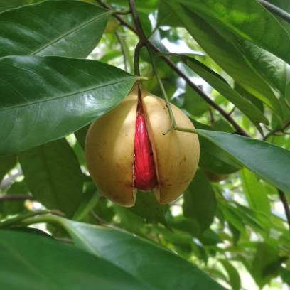 Indonesian Nutmeg Whole 10 Gr