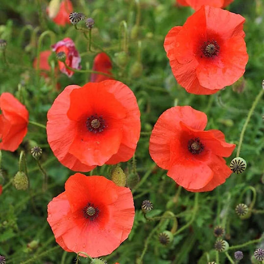 Panora Poppy seed Essential Oil Edible 500ml
