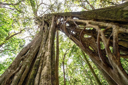 Ιερό Δέντρο Ινδίας Ficus Religiosa 200+ Σπόροι