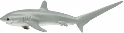 Miniature Safari Thresher Shark Alopecia