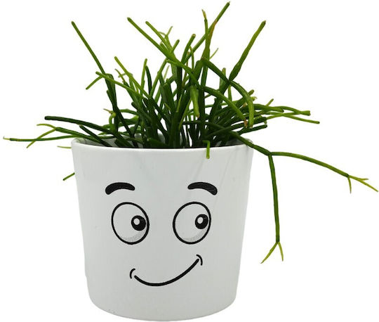 Σύνθεση Rhipsalis Κασπώ Φατσούλα Διπλή