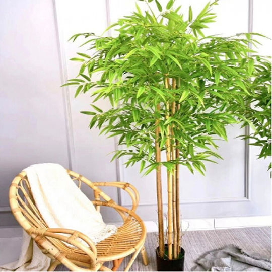 Bamboo in a Potted Plant Bamboo in a Potted Plant
