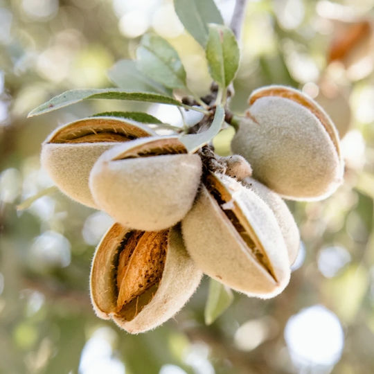 Αμυγδαλοψιχα Butte Padre Χωρις Αλατι Αμερικης 200 Gr