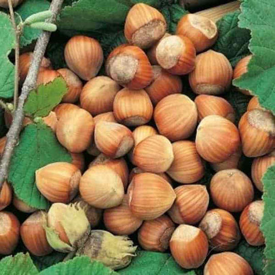 Greek Roasted Hazelnuts 14/16, 1000g