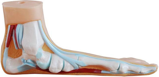 Normal Flat Curved Foot Manikin Set 3 Pieces