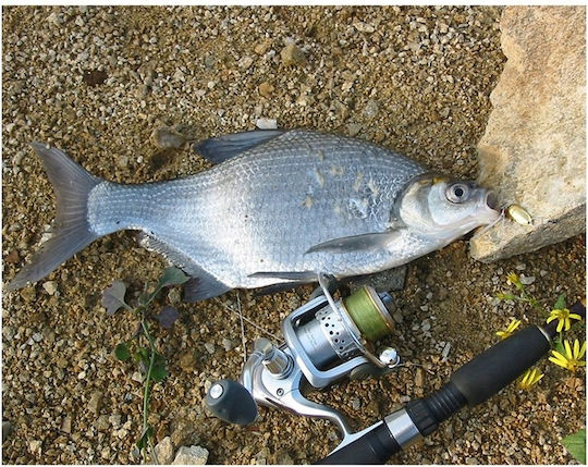 Nălucă Artificială Linguri 5.1buc/15gr Auriu