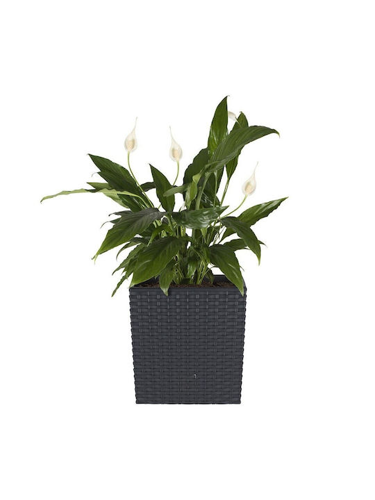 Κασπώ Rattan Γκρι 22.5x22.5x23εκ.