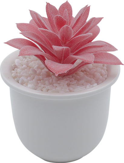 Sukkulente Pflanze in Topf Rosa 13cm Uncle George
