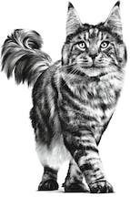 Royal Canin Royal Canin Nasses Katzenfutter mit Rindfleisch 85g