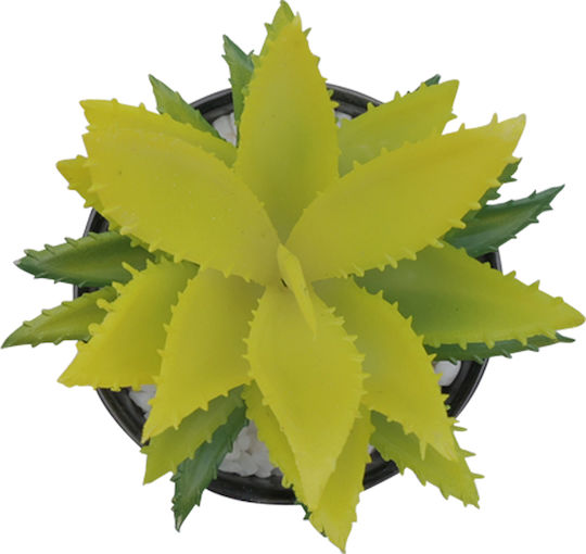 Aloe In Topfpflanze Schwarz 16cm Uncle George