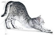 Royal Canin Indoor 27 Dry Food for Adult Cats with Poultry 4kg